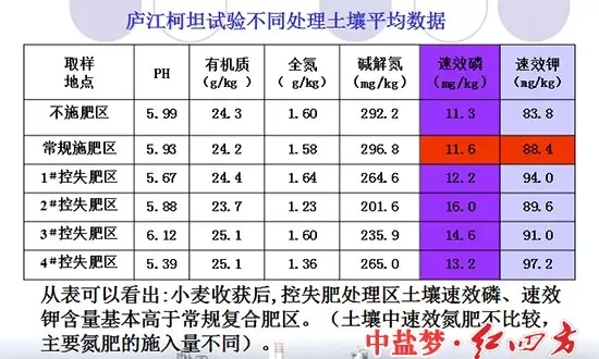 庐江柯坦实验不同土壤处理对比图，控失复合肥明显高于普通肥料和不施肥区域