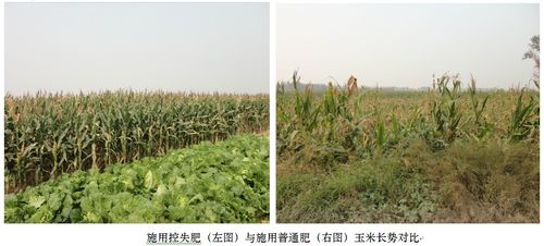 玉米茄子直播APP下载安装肥效对比