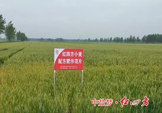 茄子视频破解版小麦茄子直播APP下载安装，效果真不错！